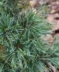 Pinus_parviflora_Schoons_Bonsai_3 — копия25